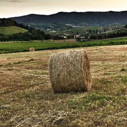 Agricoltura
