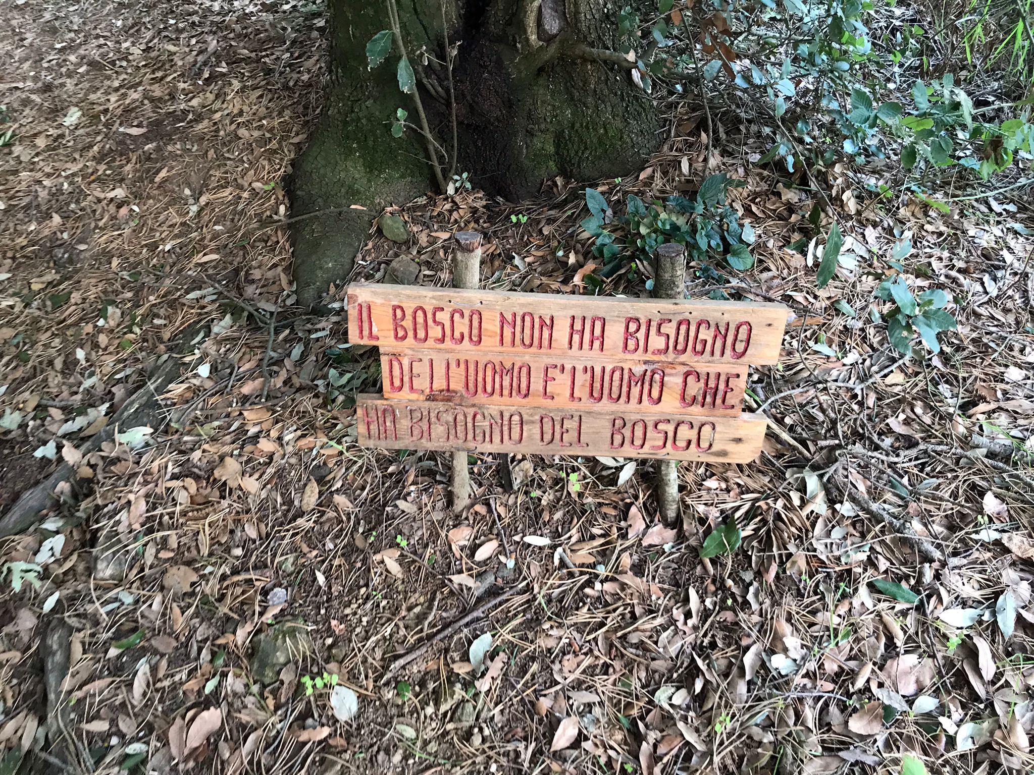 Foreste