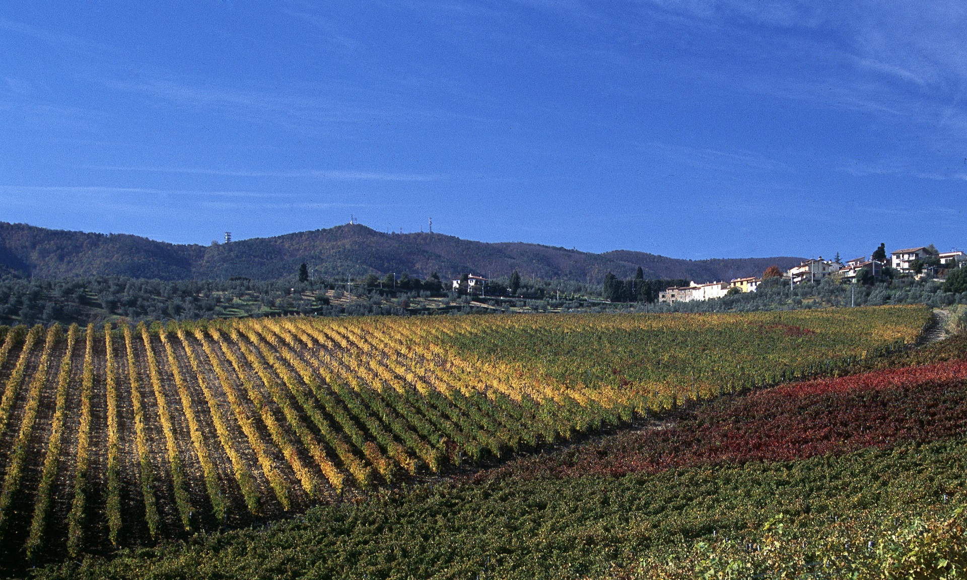 Vigne di Carmignano